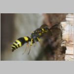 Symmorphus gracilis - Lehmwespe 09d 9mm fdet11.jpg